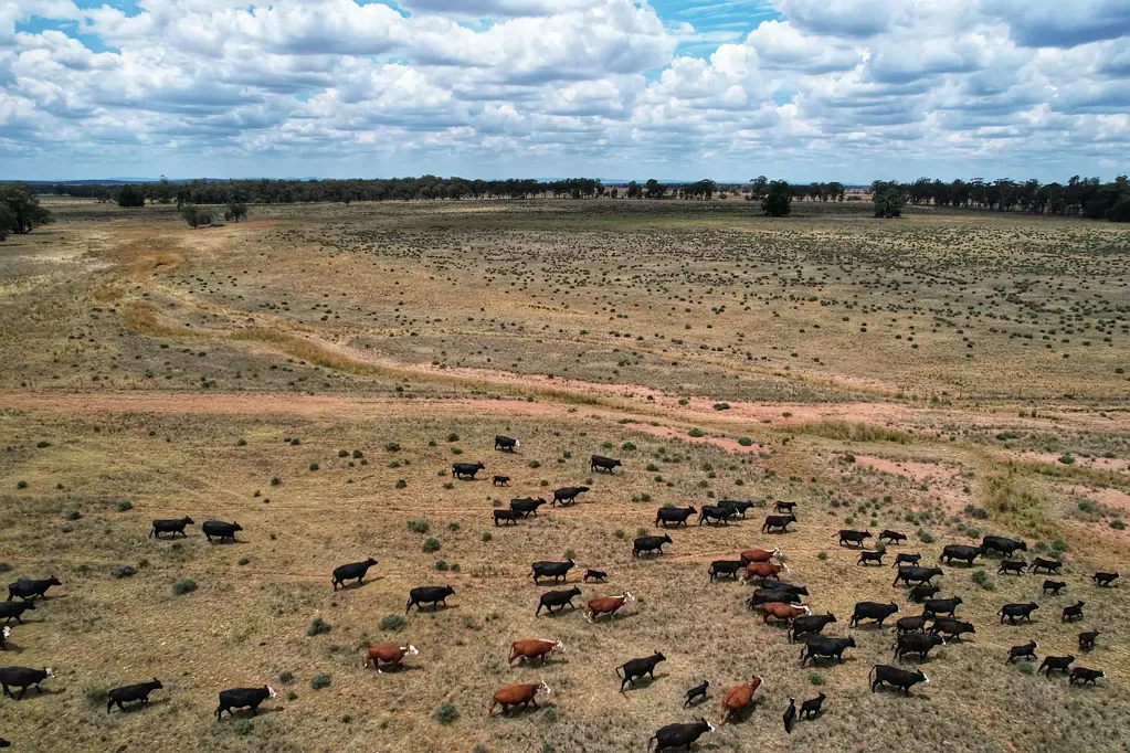 Trundle 'Part Myall Dell'