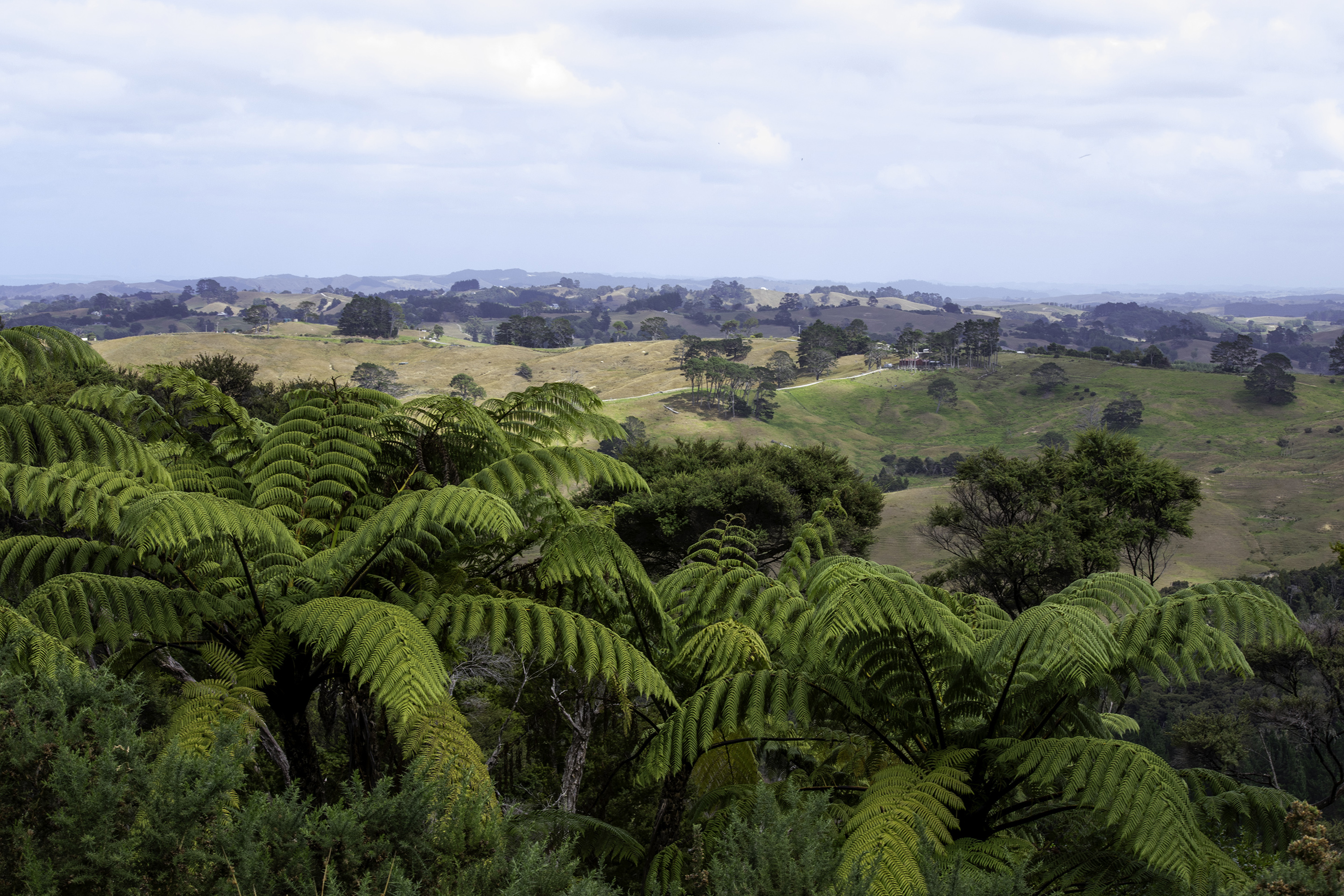 Kaipara Coast Highway, Wellsford, Auckland - Rodney, 0房, 1浴