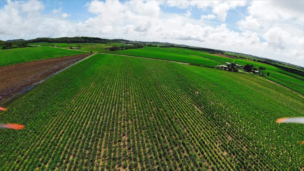 Erakala Erakala Cane Farm