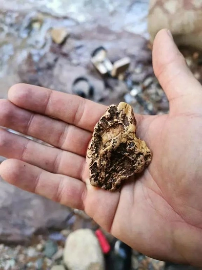 新西兰这个小镇河边有黄金！男子捡到后，转手就赚了2.5万纽币！