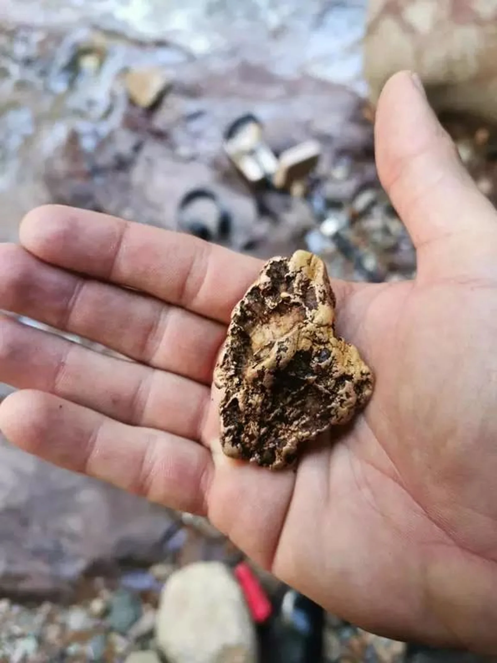 新西兰这个小镇河边有黄金!男子捡到后,转手就赚了2.5万纽币!