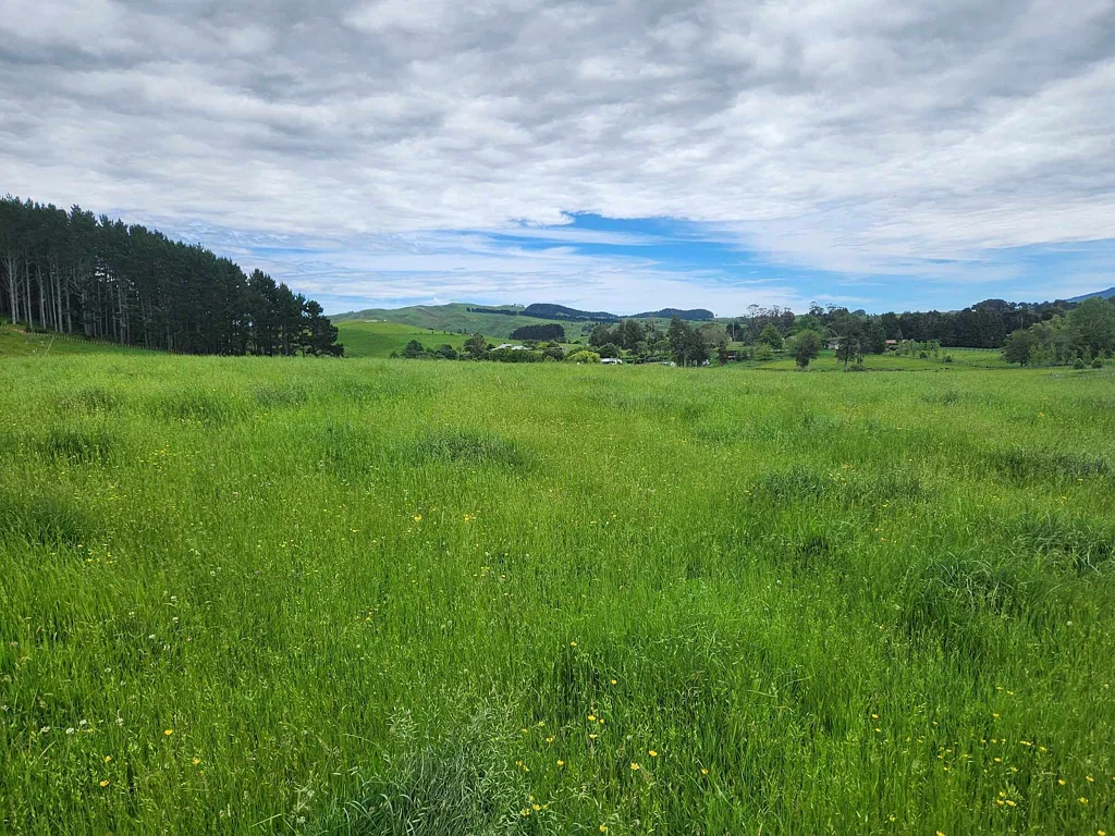 Raglan Beautiful Bare Block of 7.5ha - No Covenants