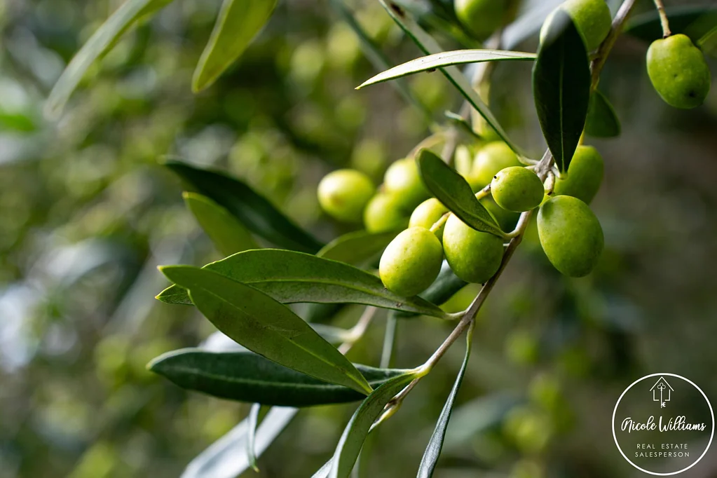 Whakapirau 4غرفة نوم Olives on the Kaipara!