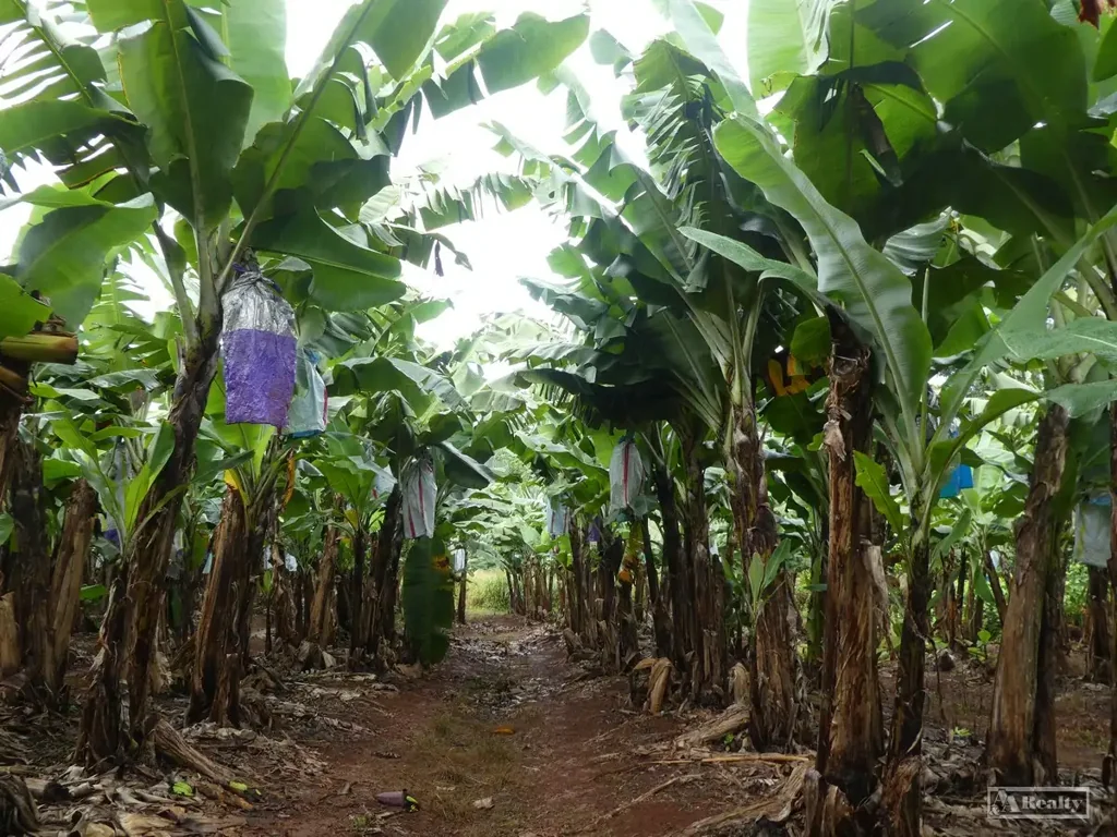Nerada  NERADA BANANA FARM