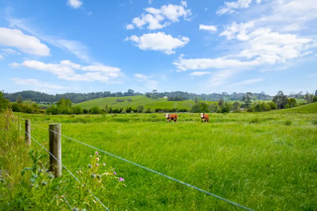 Dairy Flat Looking for a large land? Take this Opportunity!