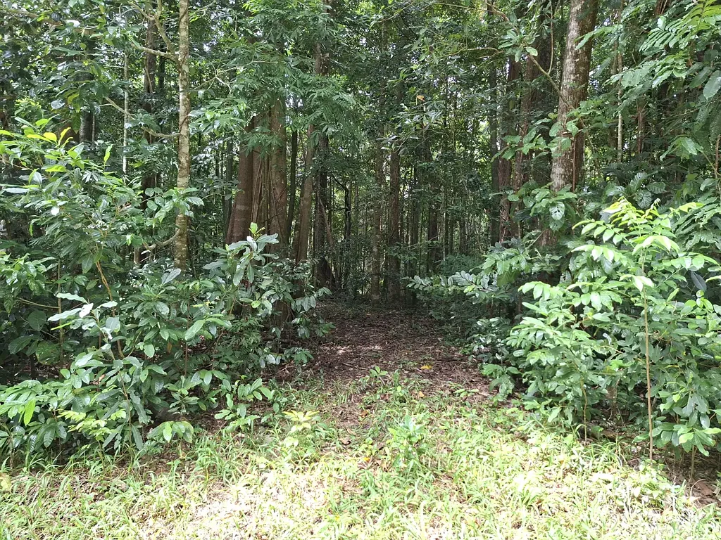 Lot 140 Quandong Road, Cow Bay, Daintree, QLD 4873