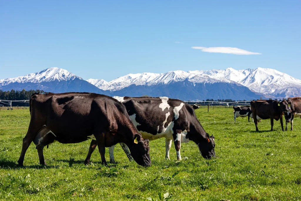 Winchmore Two proven farms, A significant dairy opportunity