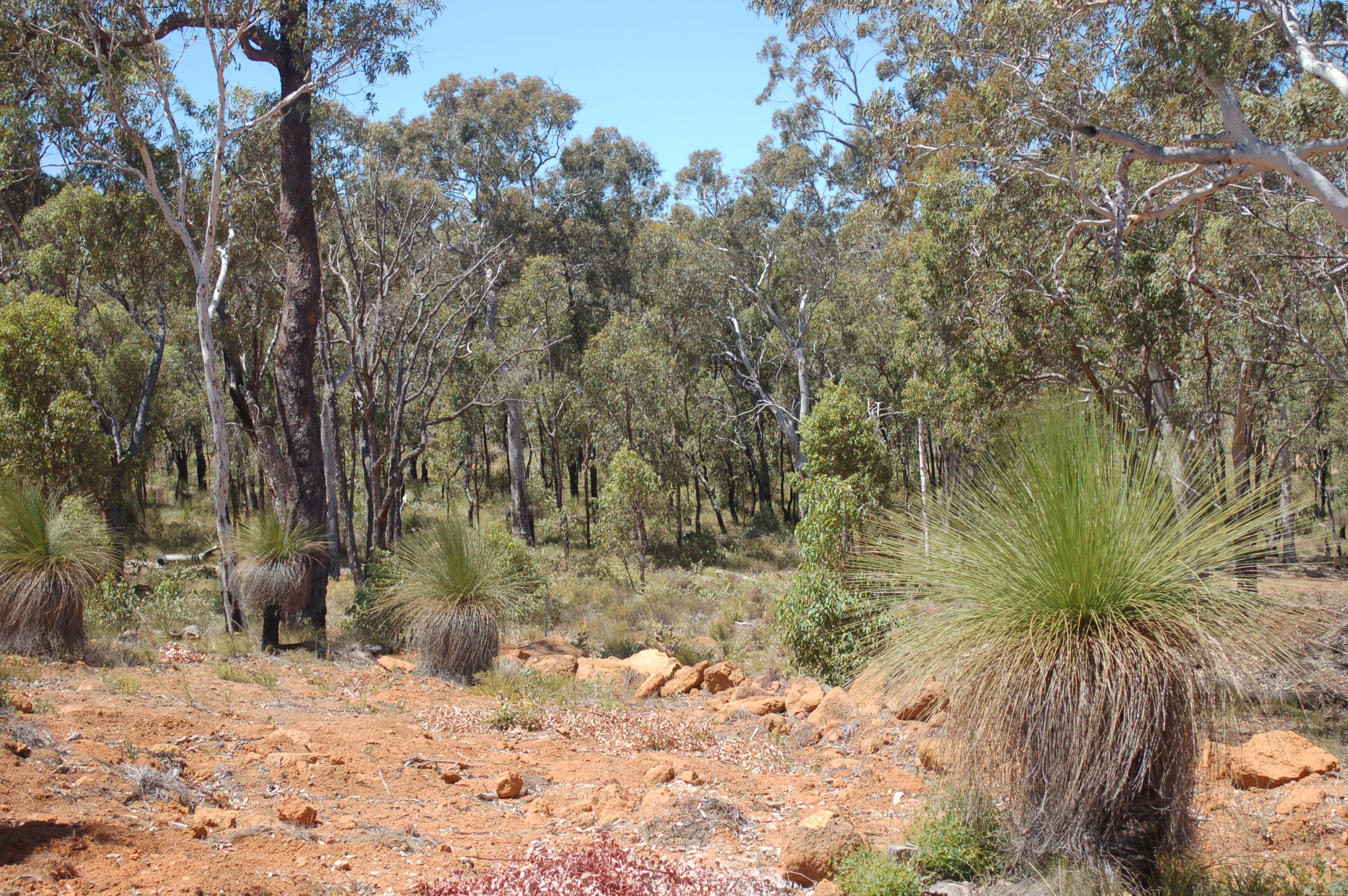 18 GREVILLEA ST, WUNDOWIE WA 6560, 0房, 0浴, Section