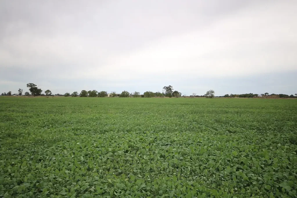 Rochester  84 ACRES CROPPING/GRAZING