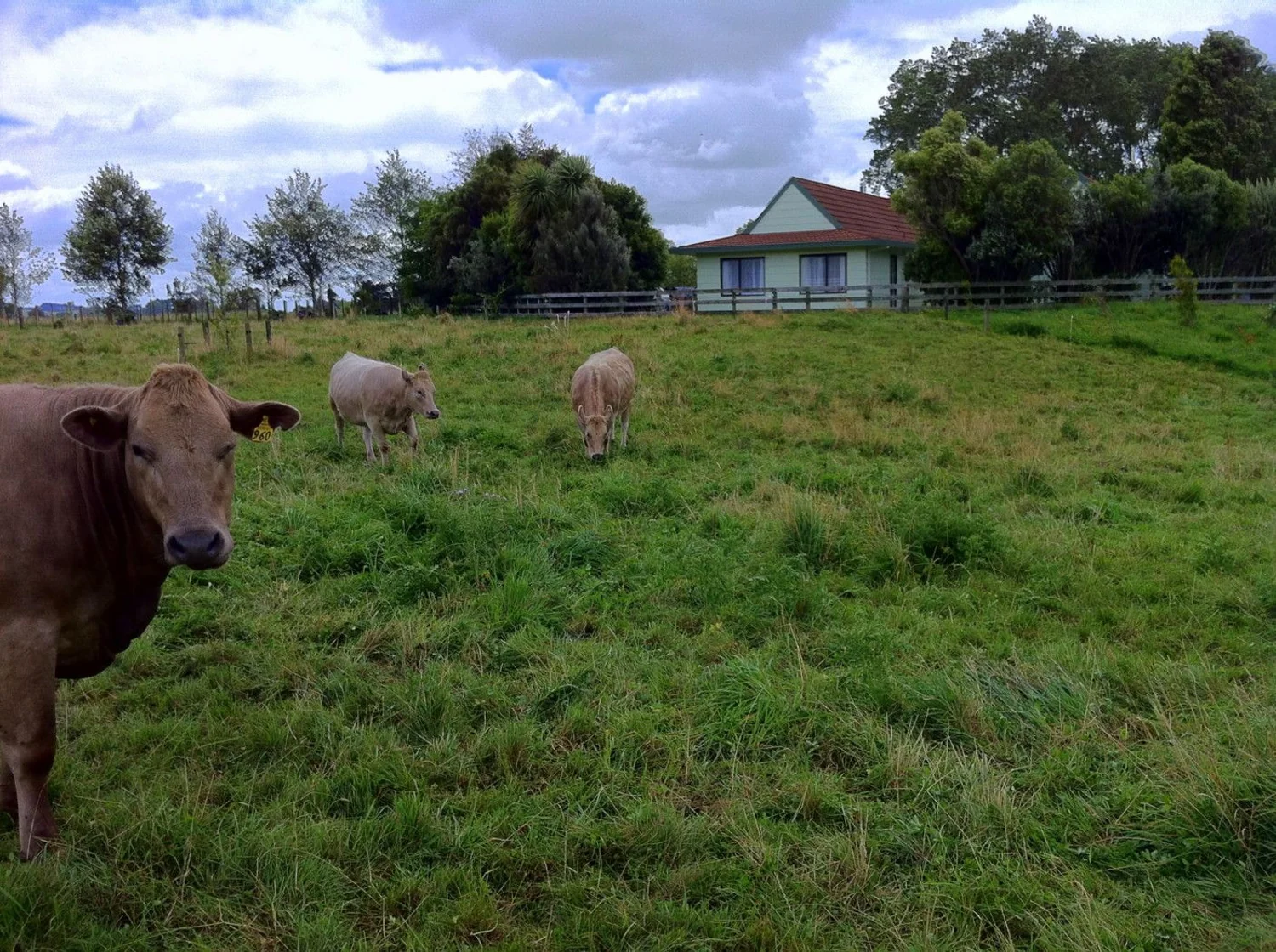 193 Ormsby Road, Pirongia, Waipa, 3 slaapkamers, 2 badkamers
