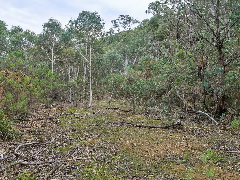 Cassilis HIGH COUNTRY BUSH BLOCK ON THE EDGE OF STATE FOREST