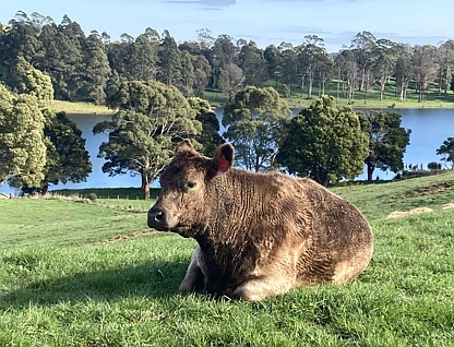 729 Circular Road, Ridgley, TAS 7321, 4房, 1浴, Lifestyle Property