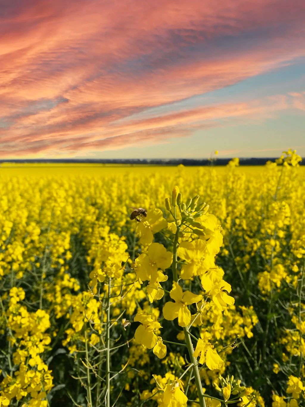 West Wyalong 'Gressenhall' Girral NSW - 1070 acres