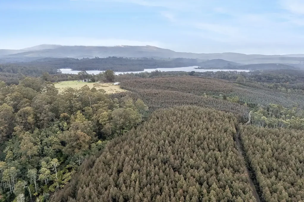 Tayene  Substantial & Well Established Forestry Holding, Significant Immediate Return