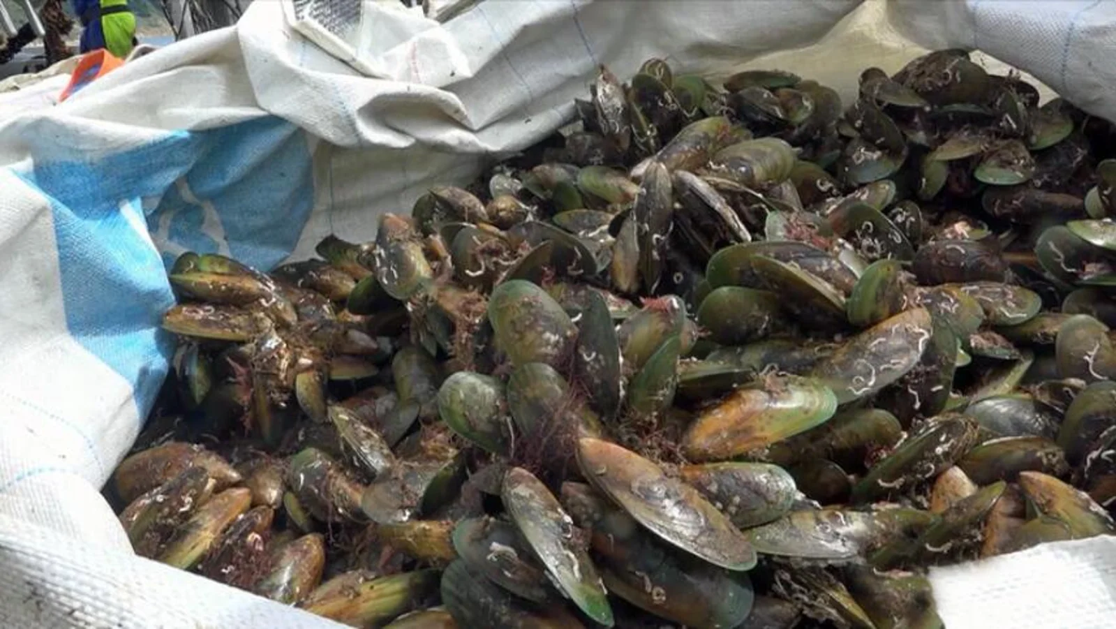 食物中毒又发生!新西兰食品安全局提醒,这类海鲜务必煮熟后食用!