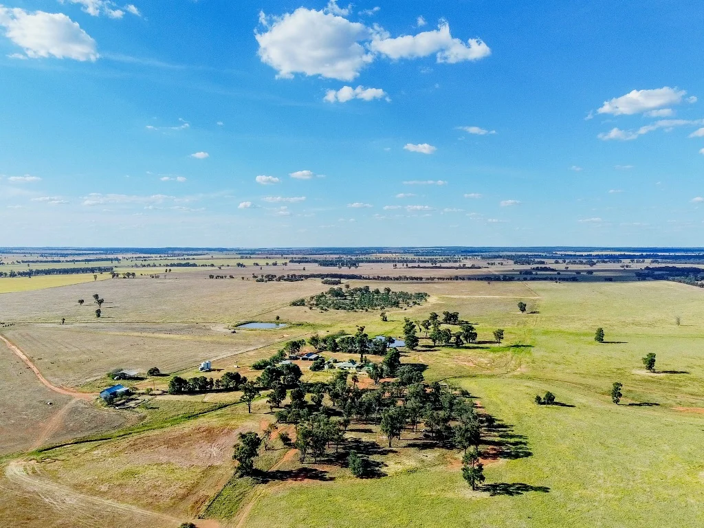 West Wyalong 'Killarney', Buddigower