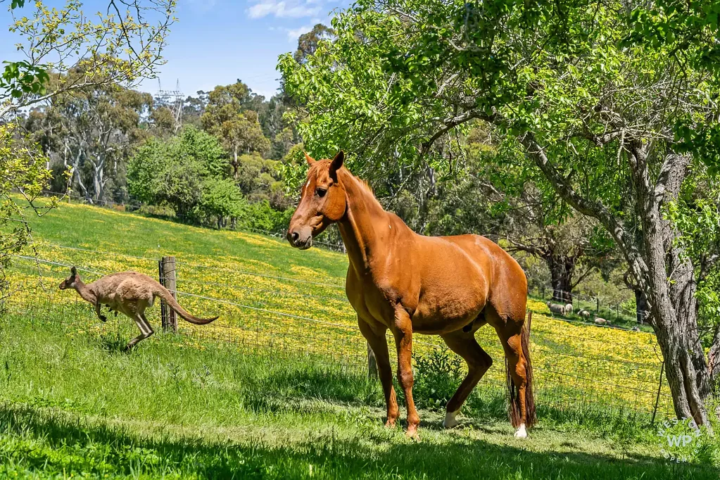 Upper Sturt 3房  20.73 Acres | Premium Adelaide Hills Holding
