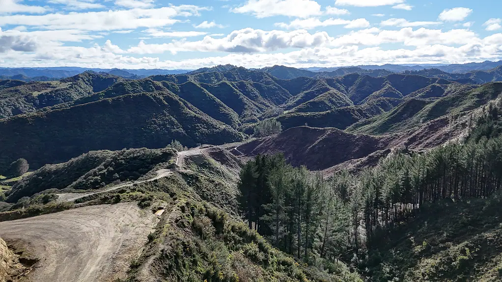 Waitotara Opportunity on the hillside