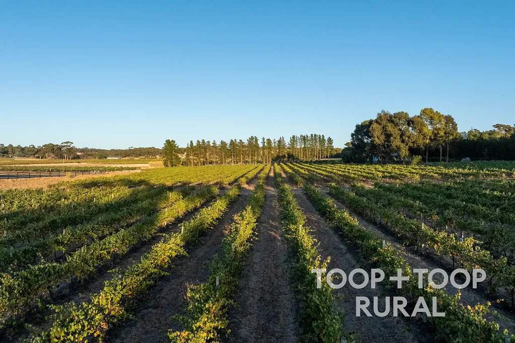 Nuriootpa Pine Drive - Premium Shiraz