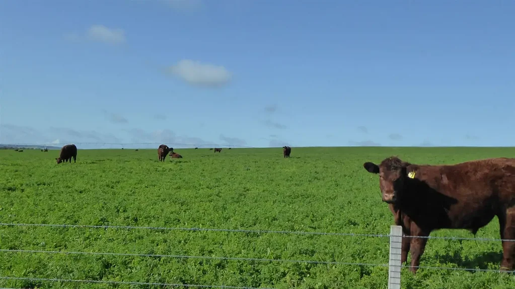Keith Excellent graze/crop opportunity with High Productivity!