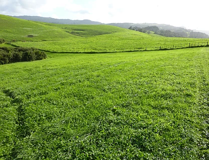 地址保密, Matakana, Rodney, 0 ਕਮਰੇ, 0 ਬਾਥਰੂਮ, Section