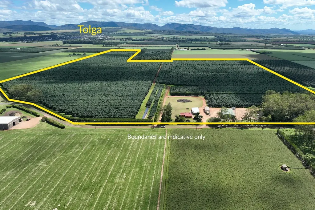 Tolga Premium Avocado Orchard Opportunity | Tolga, QLD