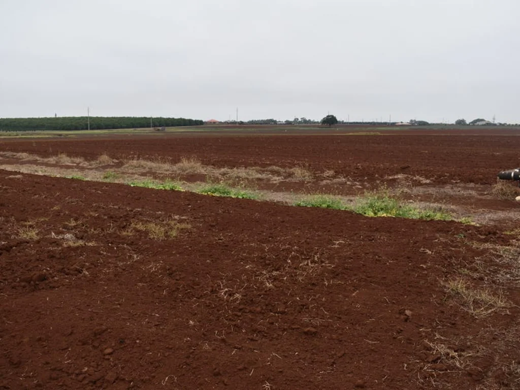 Woongarra 16.72 hectares (41.3 acres) at the Hummock red soil with 40megs of water