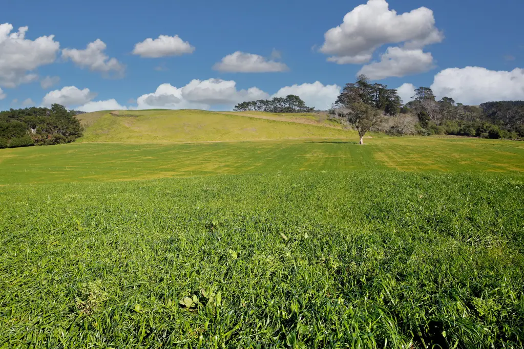 Waiuku No covenants on this prime land - 12ha