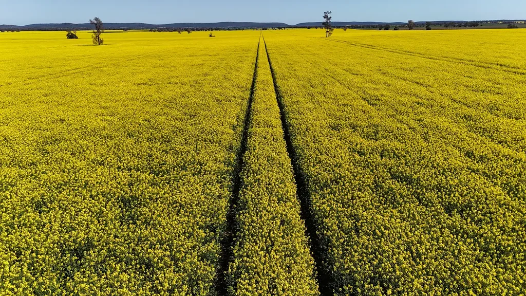 Parkes Affordable Reliable High Yielding Cropping Country with CROPS STILL NEGOTIABLE
