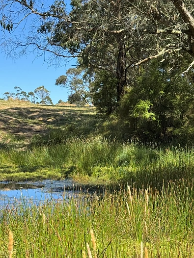 575 Deans Marsh Lorne Road, Deans Marsh, VIC 3235, 0 chambres, 0 salles de bain, Lifestyle Property