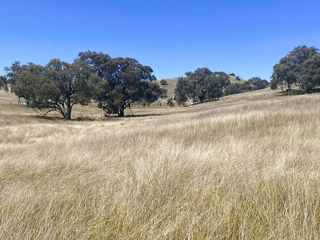 Canowindra  Quality Tablelands Grazing