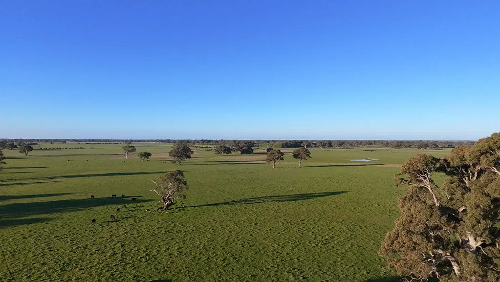 Penola High Rainfall Grazing
