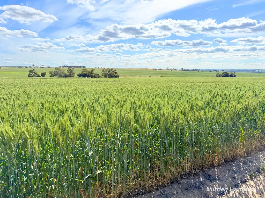 Cunjardine "MIRRABINDA" - PRODUCTIVE LAND, PROVEN FARMING DISTRICT, EXCEPTIONAL OPPORTUNITY.