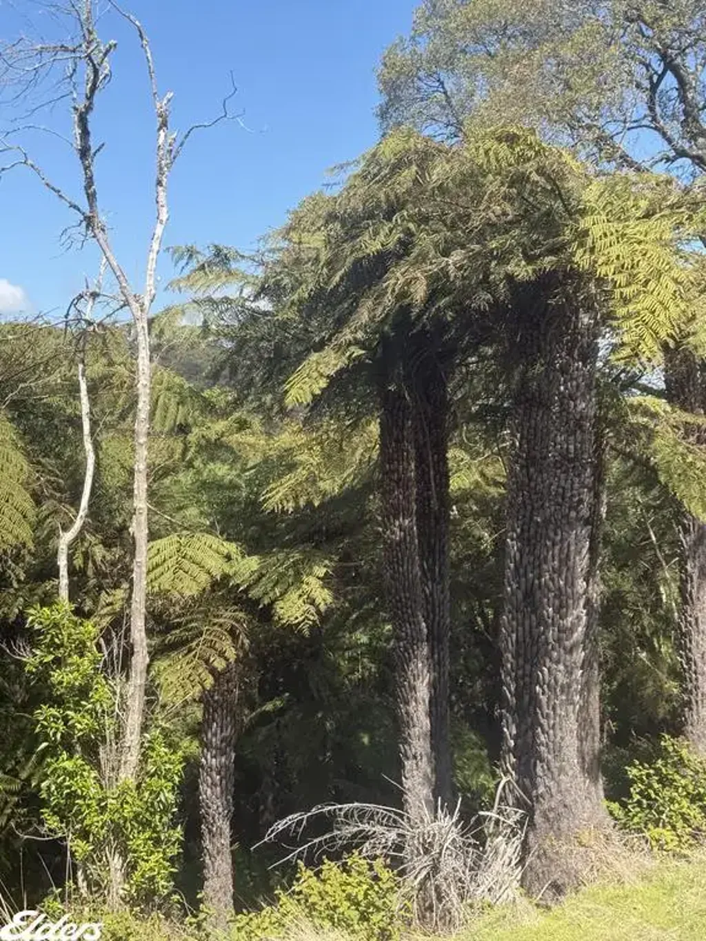 Madalya  Wilderness worthy of preservation