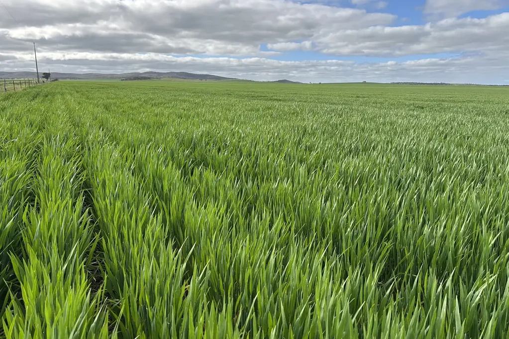 Cleve  CARPA - Cropping of sizable scale