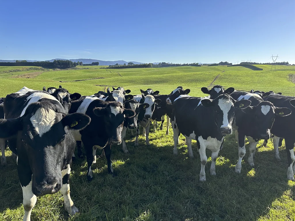 Winton Surrounds Prime dairy grazing opportunity