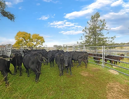'Gemini Park' 1891 Wandobah Road, Gunnedah, Tamworth, 6 phòng ngủ, 2 phòng tắm, Lifestyle Property