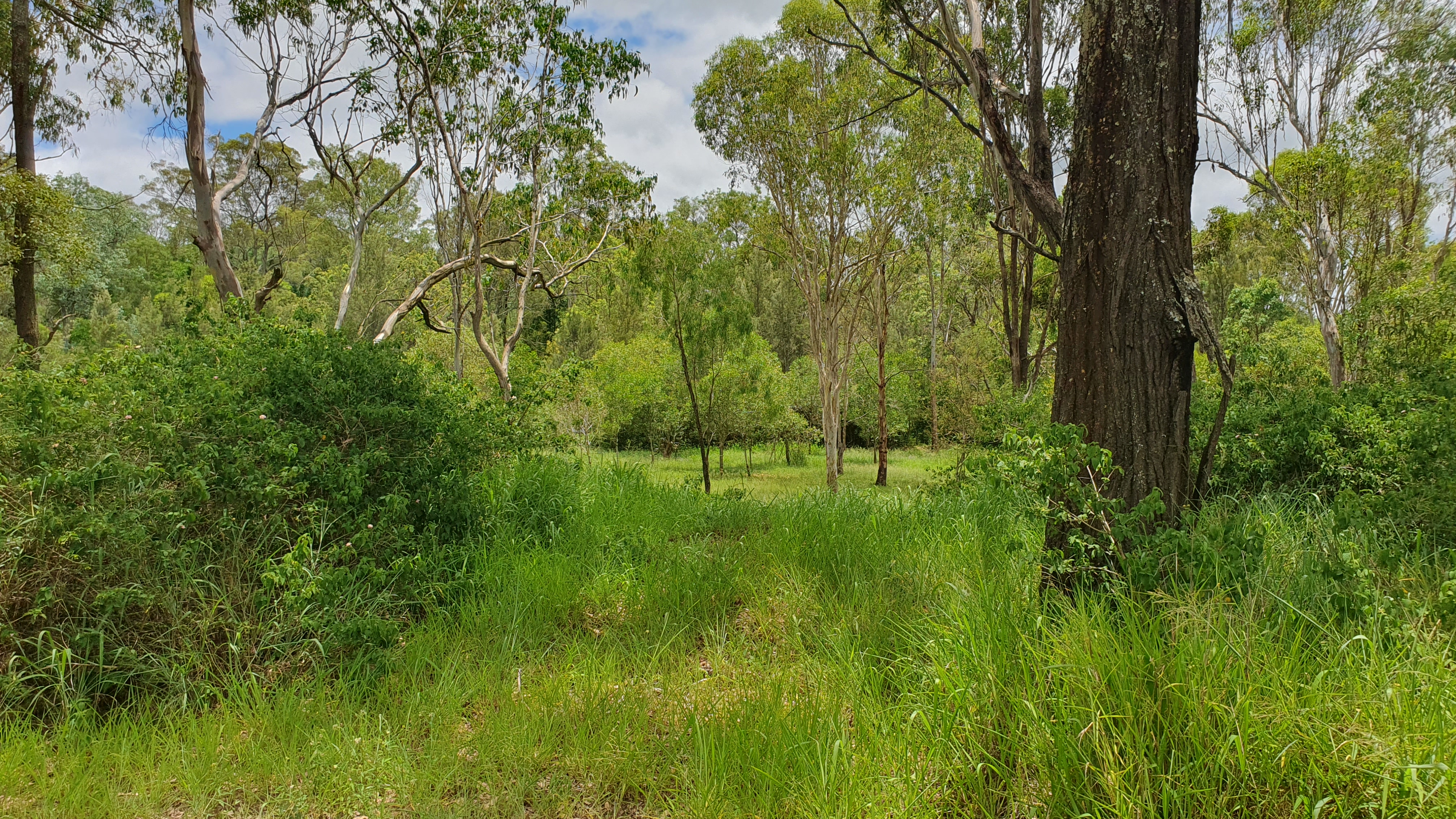 6 BARR SMITH ST, YARRAMAN QLD 4614, 0 chambres, 0 salles de bain, Section