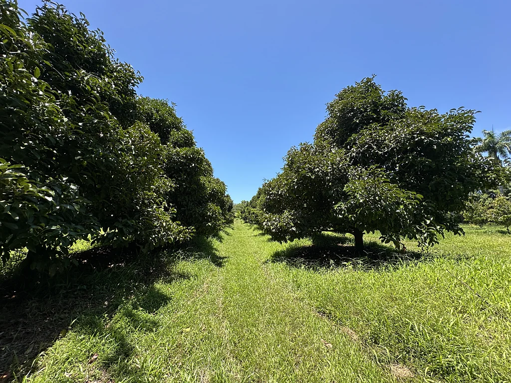 Granadilla Exotic & Tropical Fruit Orchards on 30.96 ha Private acreage with Home, Sheds, Water Licence, Dam, Machinery
