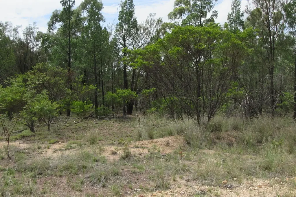 Tara  29.65 acres in pretty Harwoods Road Tara!