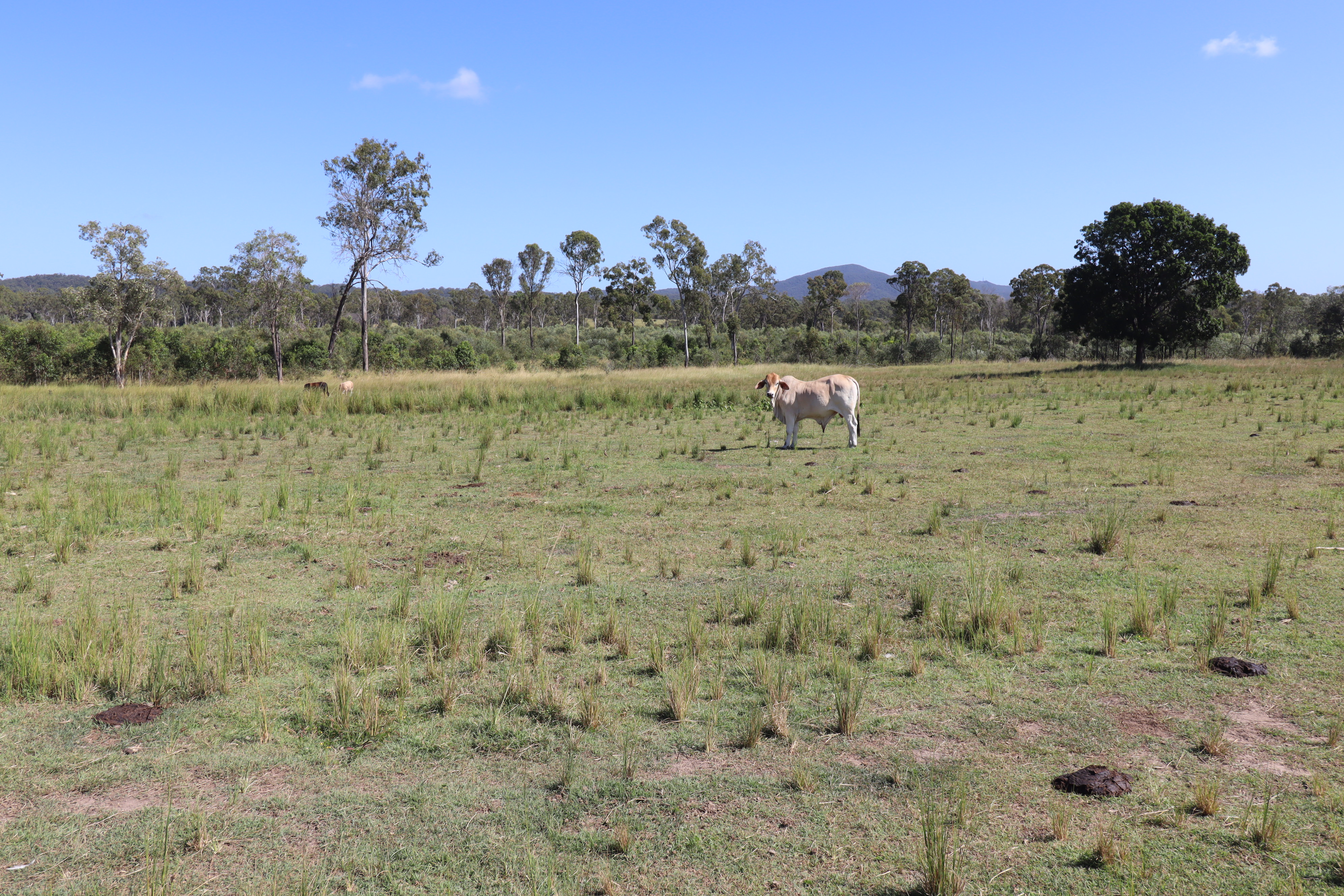 232 TOP WATERLOO RD, WATERLOO QLD 4673, 0 Kuwarto, 0 Banyo, Lifestyle Section