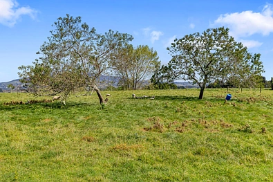 95D Pearson Road, Putaruru, South Waikato, Waikato, 0 침실, 0 욕실, Lifestyle Section