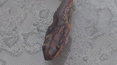 吓尿了！奥克兰民宅惊现一条蛇，屋主泡澡时发现，有关机构紧急提醒！