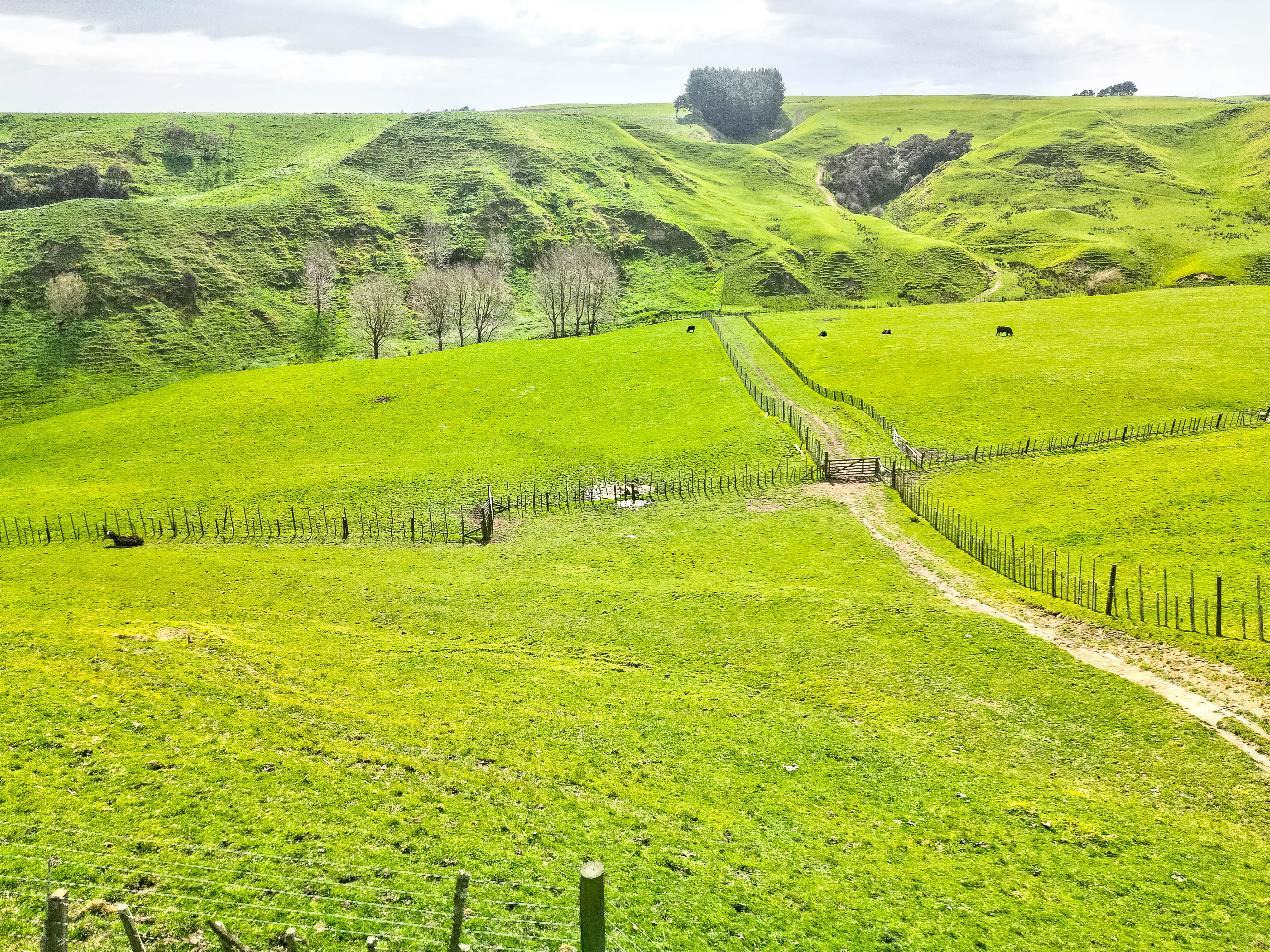 135 No 2 Line, Okoia, Whanganui, 0 habitaciones, 1 baños, Grazing