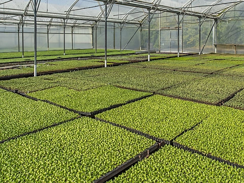 Selwyn Surrounds  Thriving Horticulture Enterprise on a Picturesque