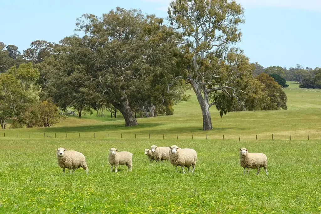 Cavendish PRIME GRAZING COUNTRY