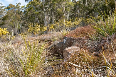Krauses Road, Lower Longley, TAS 7109, 0房, 0浴, Section