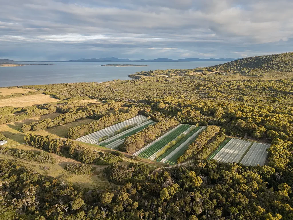 Lady Barron  Established Boutique Vineyard with Proven Performance & Income Potential
