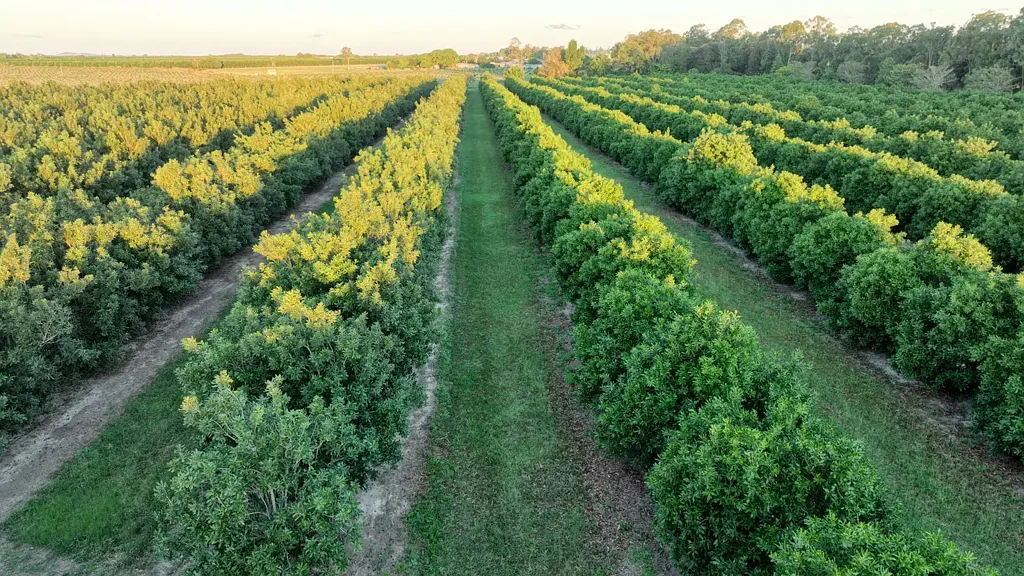 Meadowvale  Profitable entry level or bolt-on Macadamia Farm