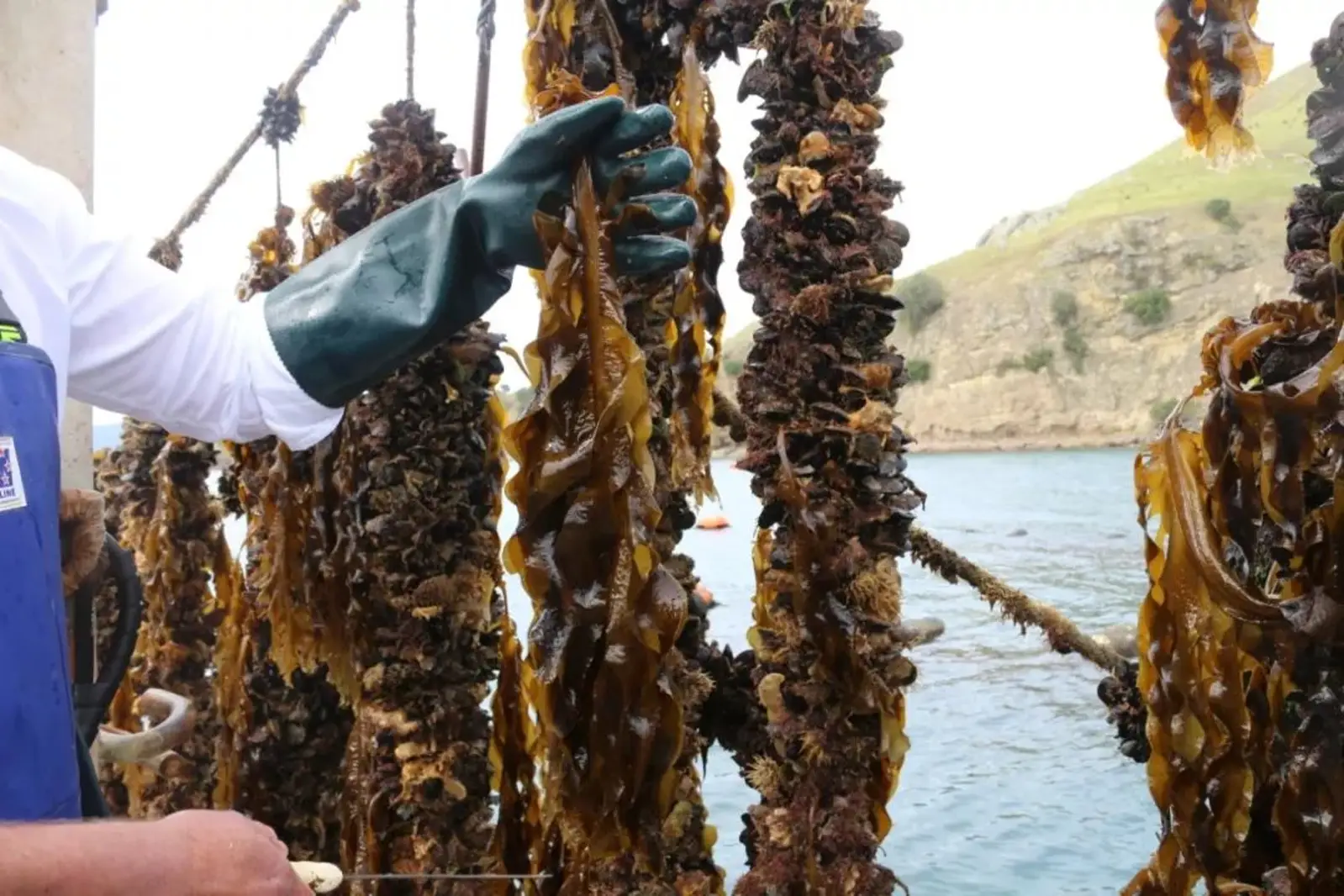 新西兰人刚发现这种海物原来可以大量出口到亚洲啊...